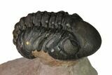 Reedops Trilobite With Nice Eyes - Lghaft , Morocco #164524-2